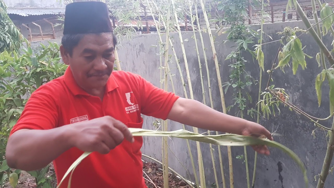 Budidaya Tanaman Kenaf