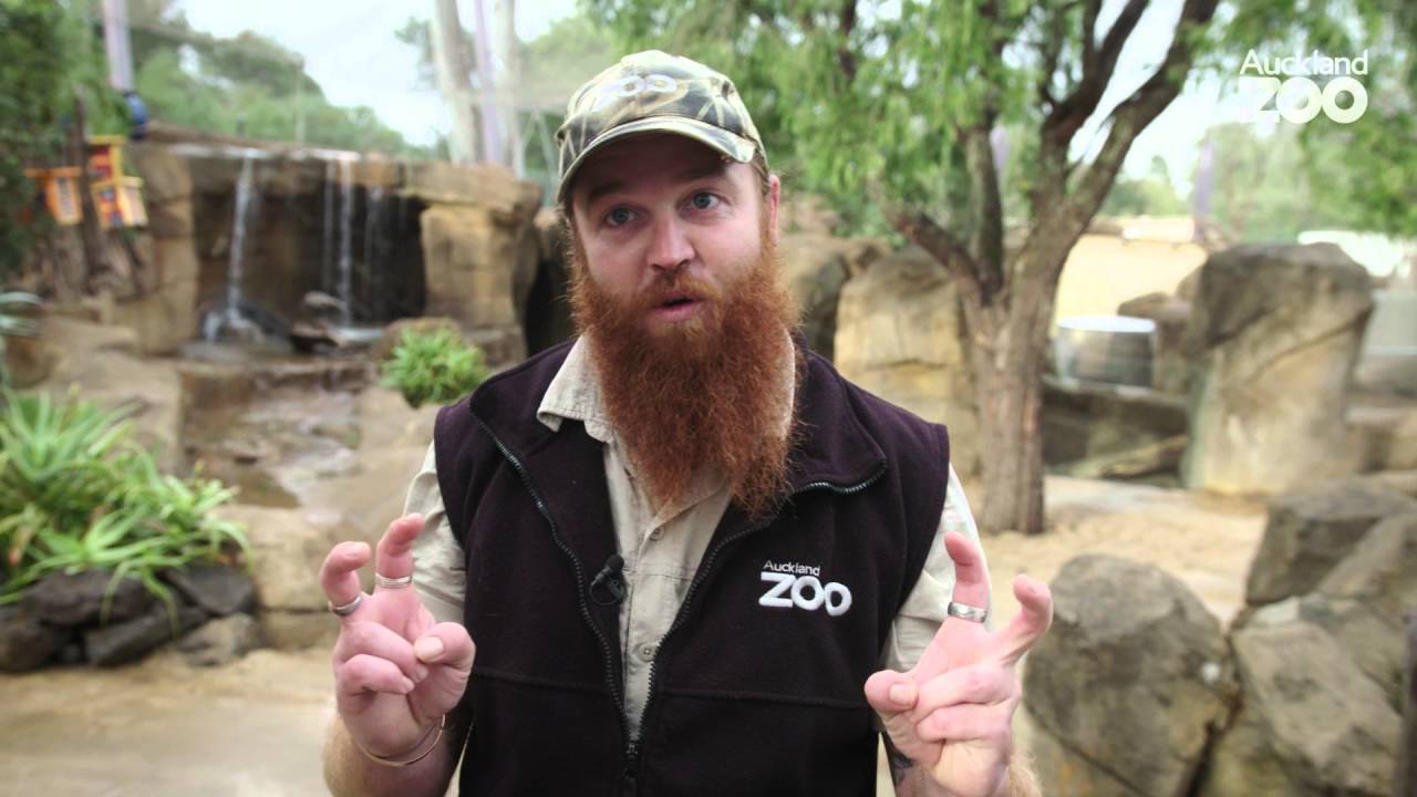 Zoo Tales - Lovely masked lovebirds