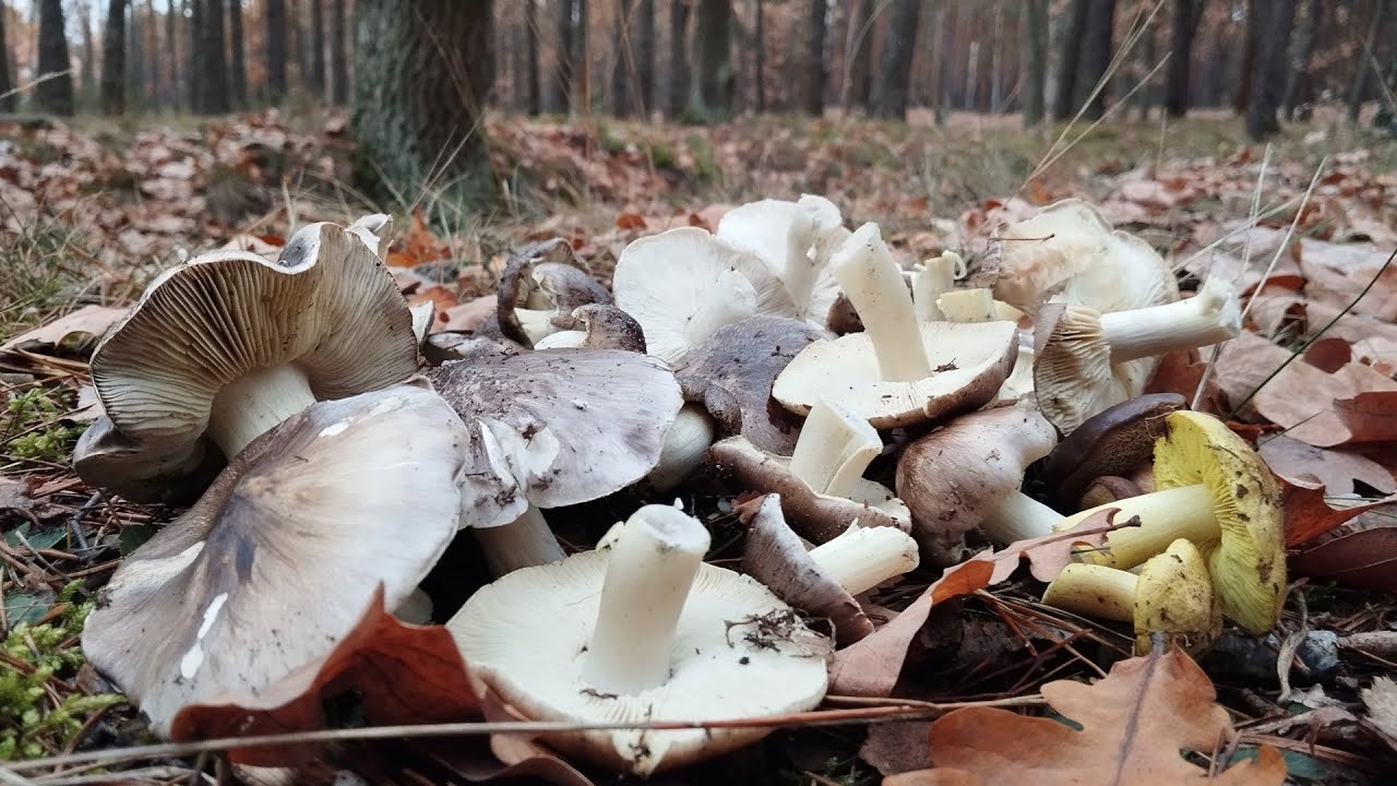 Gdzie szukać gąsek podczas jesiennego grzybobrania? Jak zbierać gąske niekształtną i zielonkę?