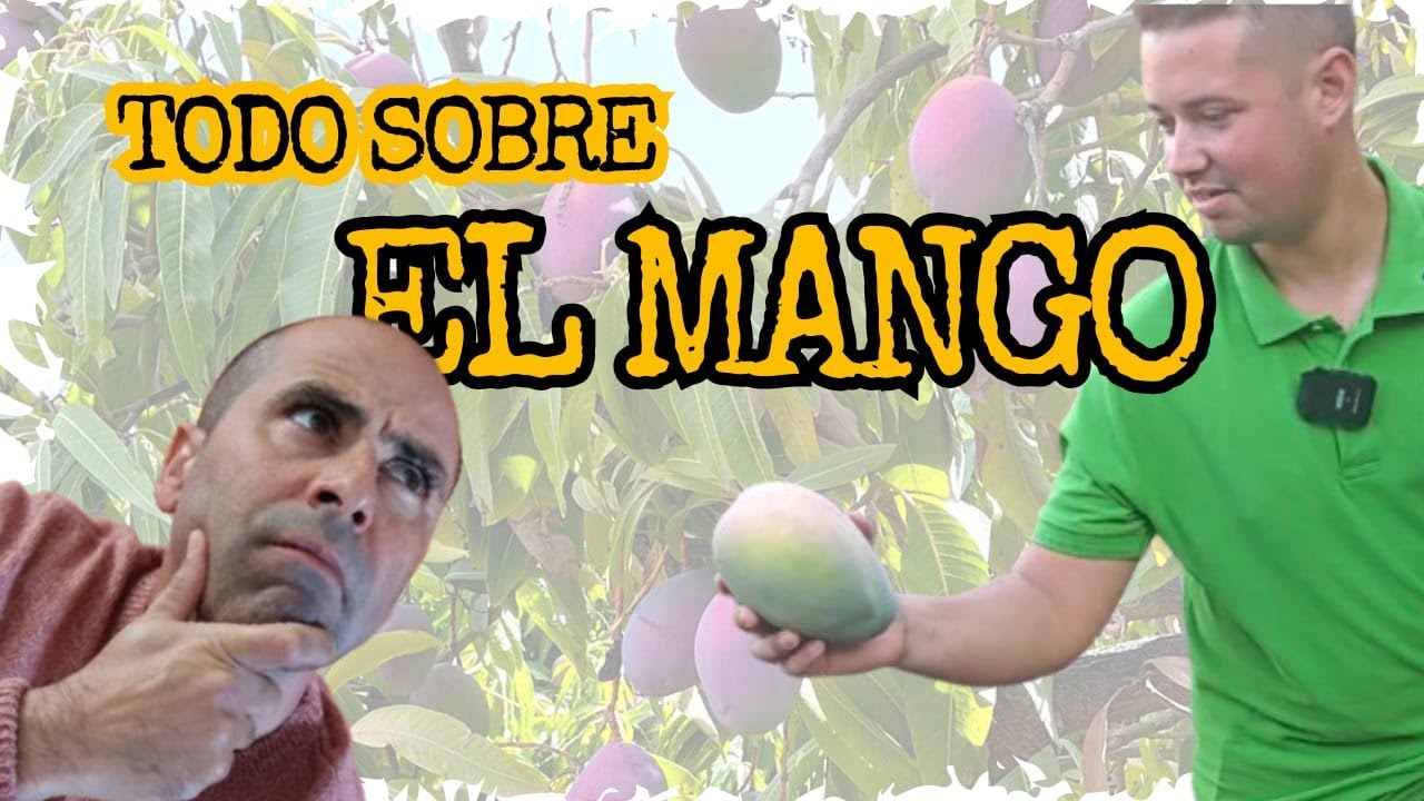 🥭MANGO, el oro de la Axarquía