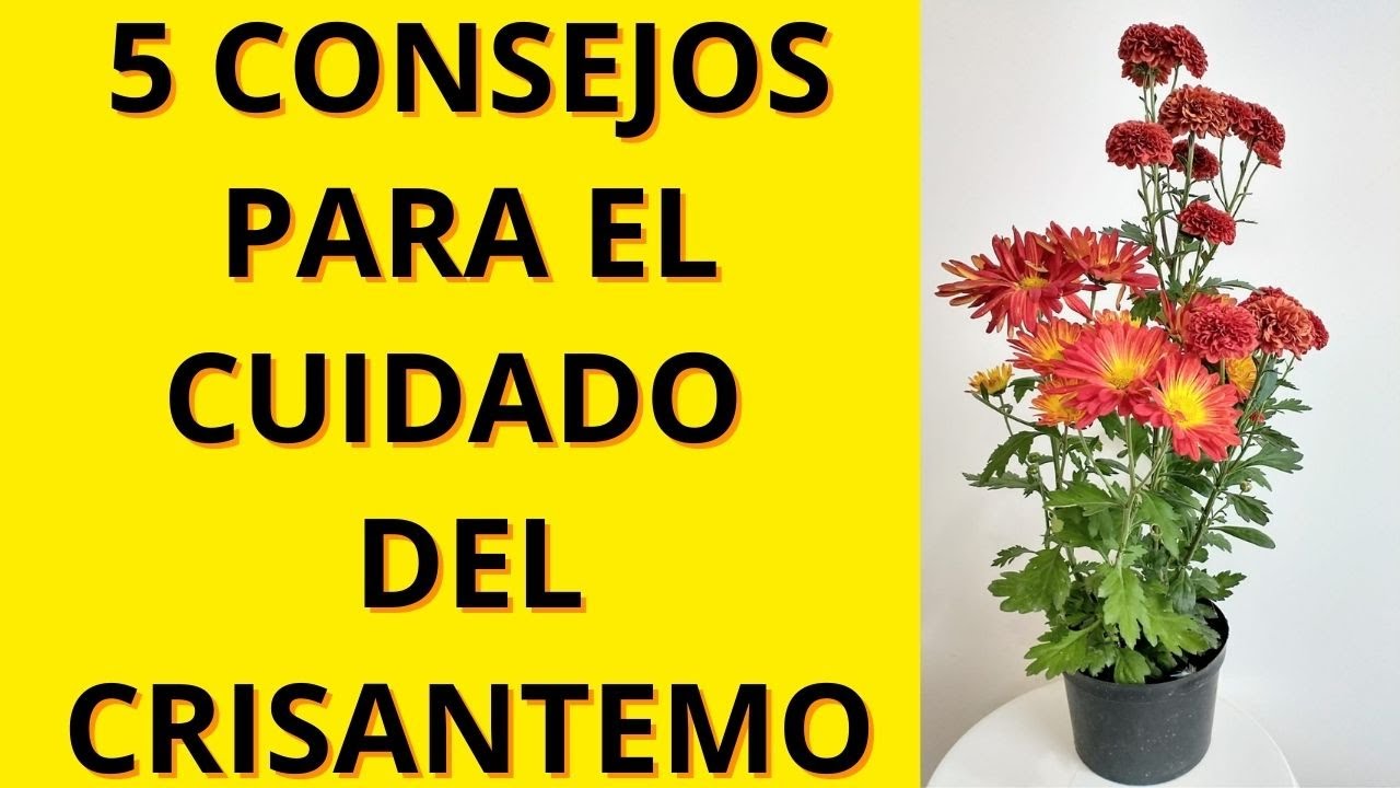 5 CONSEJOS F&Aacute;CILES PARA CUIDAR EL CRISANTEMO