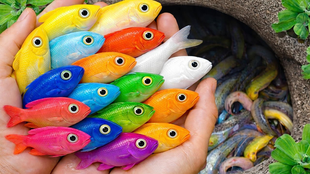 I Found Strange Ornamental Catfish, German Blue Ram, Betta Fish, Guppy Fish
