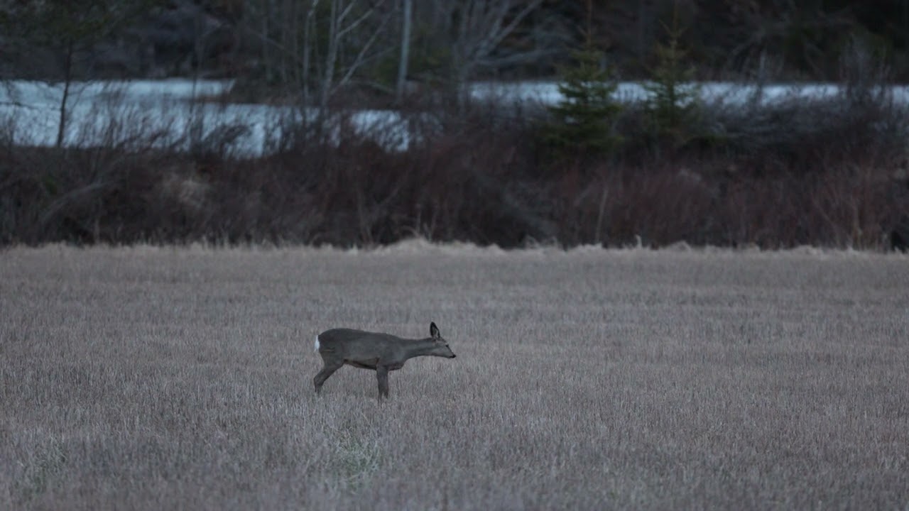 Mets&auml;kauris haukkuu / roe-deer barking