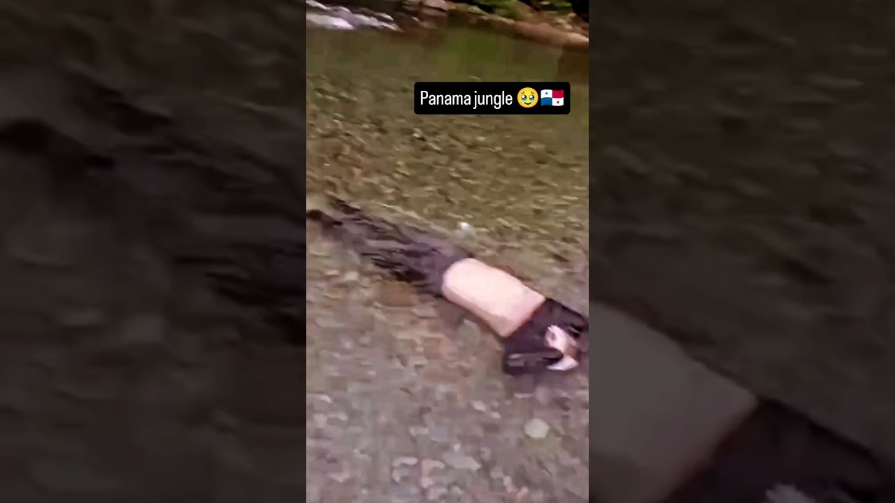 Usa🇺🇲 donkey [Panama 🇵🇦 jungle enter]#donkey #2numbri #youtubeshorts #shorts #viral Usa🇺🇲🎯⛳