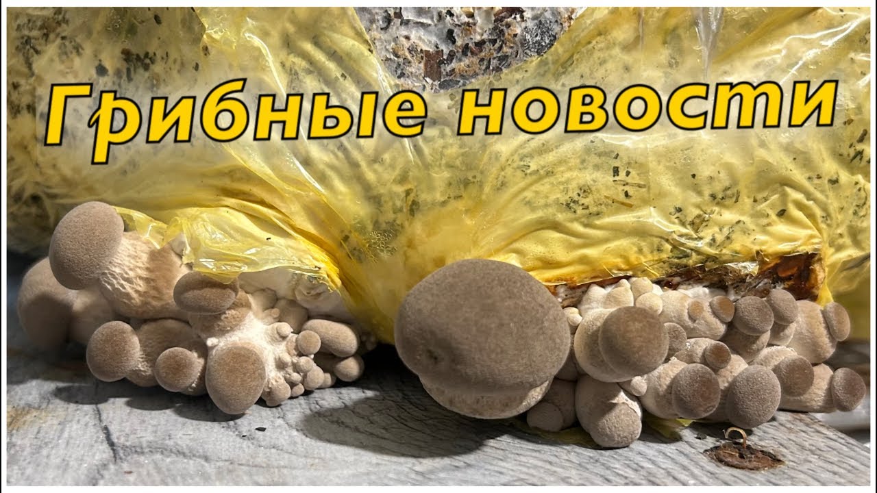 Грибная ферма в эфире!как растёт мицелий. Немного о королевской вешенке. Перепрессовка блоков!