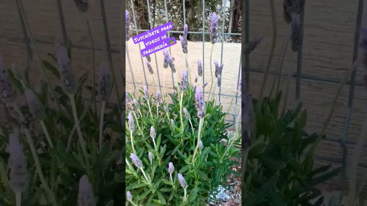 La lavanda una planta con propiedades medicinales 🥰 #lavanda #lavandaplanta #floresdelavanda