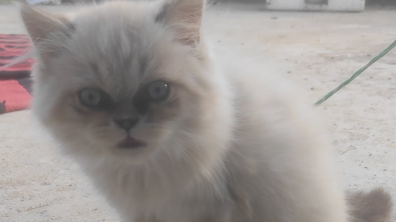 chuchu # my cutei 🥰🤗
