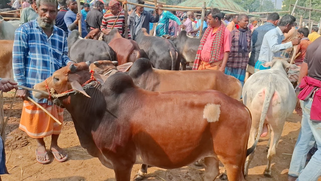 আজ ২৮/২/২৬ | চট্রগ্রামের খামারী কেমন দামে মাঝারি সাইজের ষাঁড় কিনছেন | কাহারোল হাট 