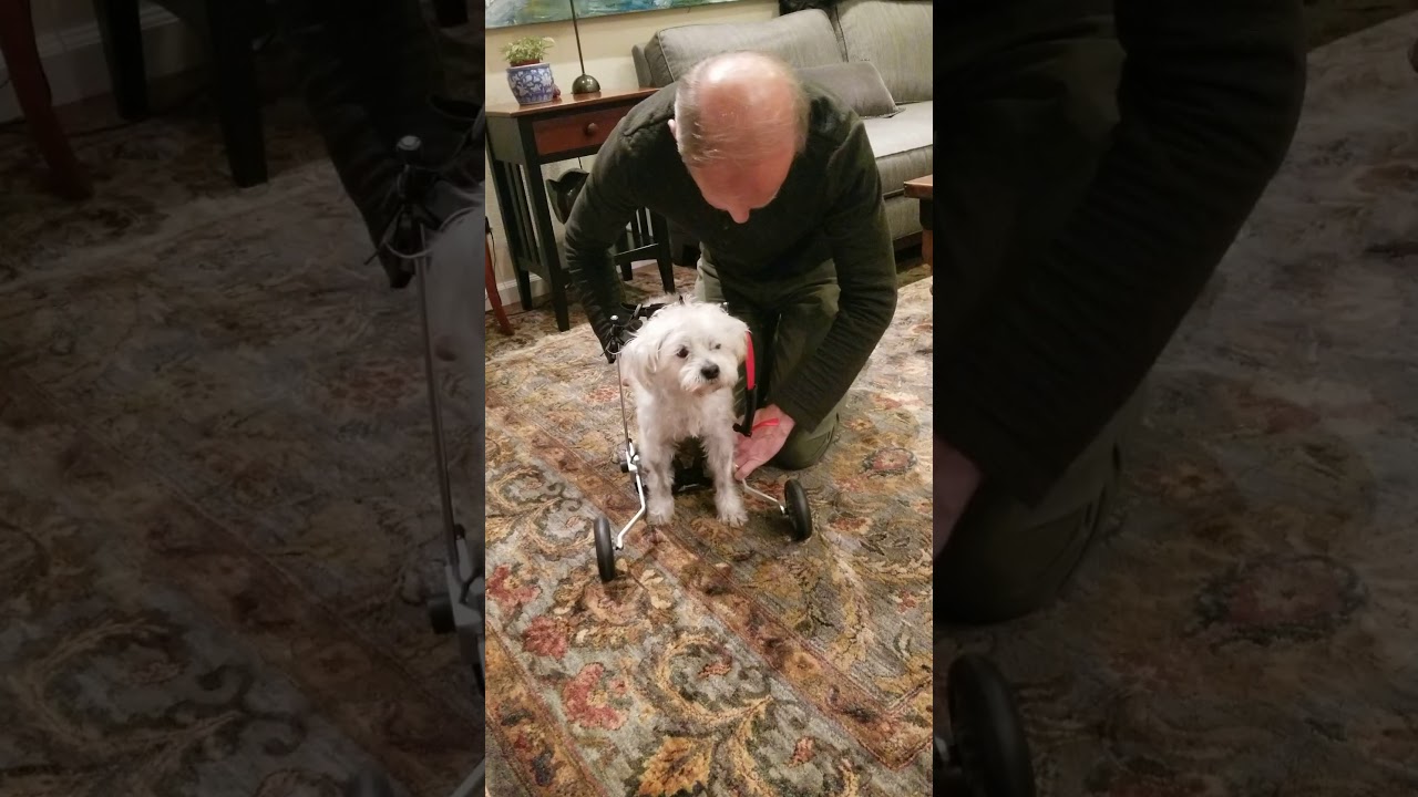 How to put a dog in the Best Friend Mobility wheelchair