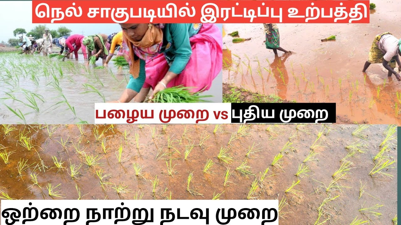 நெல் உற்பத்தியை இரட்டிப்பாக்கும் ஒற்றை நாற்று நெல் சாகுபடி | High yield paddy cultivation