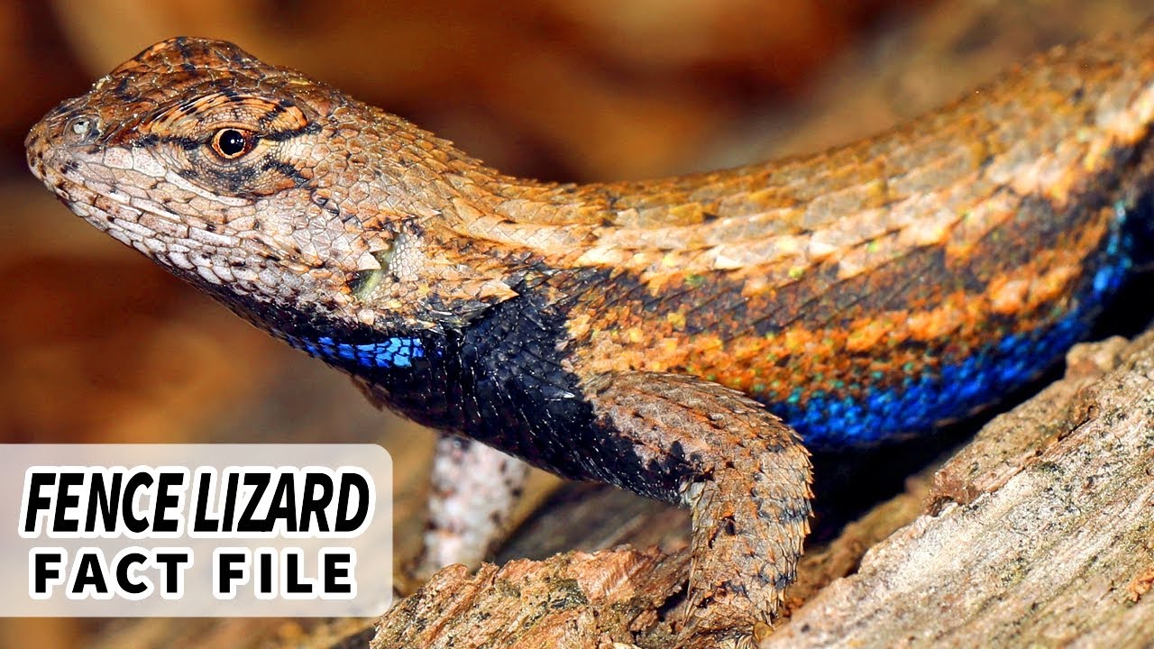 Факты о ящерицах-оградниках: синебрюхая ящерица 🦎 | Архив фактов о животных