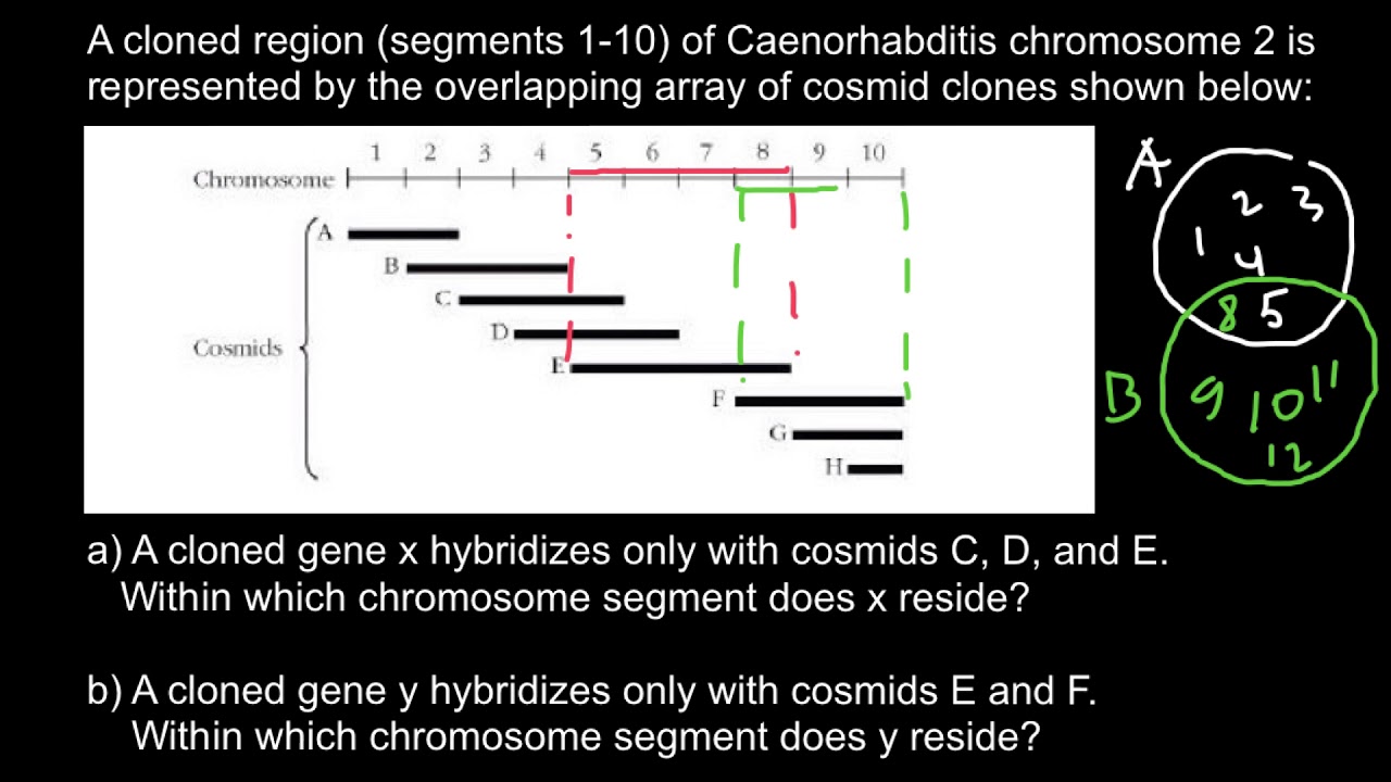Cosmids and gene cloning