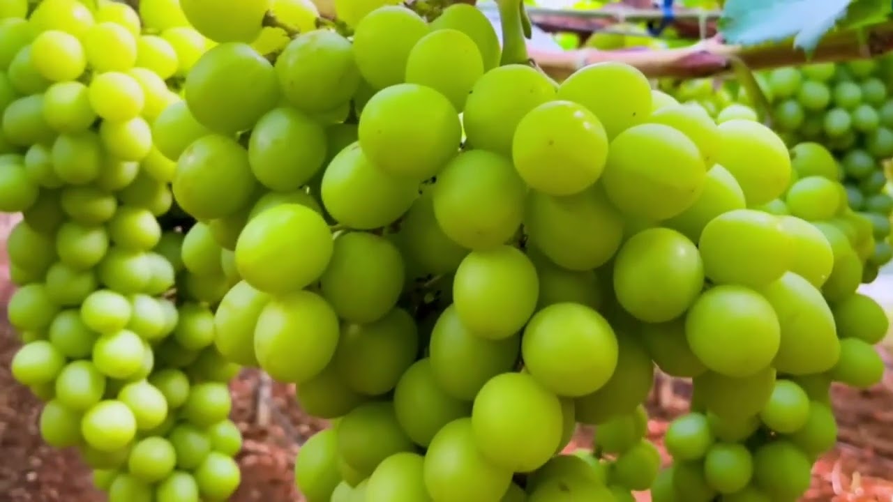 La potatura delle novità varietali, casi di studi   Azienda Grapes