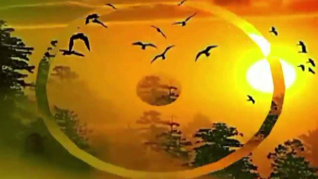 Małpa i Ja - Bajm