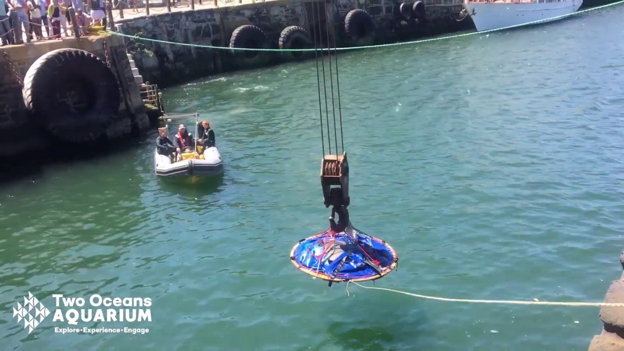 Ocean sunfish rescued from V&A Waterfront dry dock by Two Oceans Aquarium