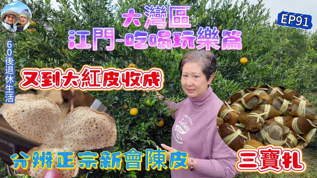 306.大灣區--江門-吃喝玩樂篇（EP91) ， 到新會採摘新會柑｜專家教分辨正宗新會陳皮｜圈枝｜ 駁枝｜ 三寶扎｜新會