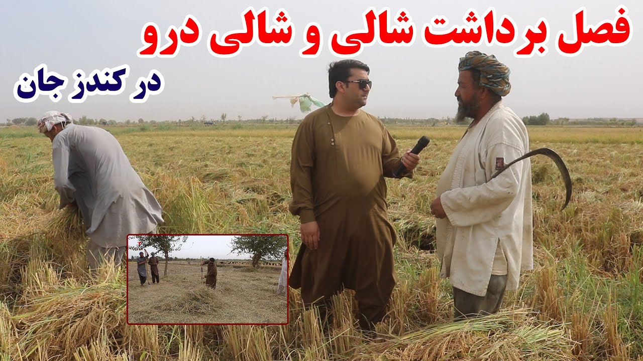 فصل برداشت شالی و شالی درو در کندز | برنج مشهور کندز | زراعت | افغانستان | تبسم شهر