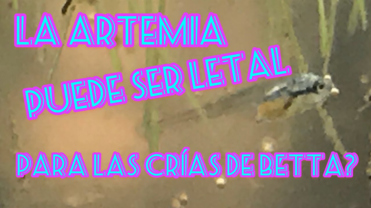Artemia / cultivo y alimento para peces BETTAS