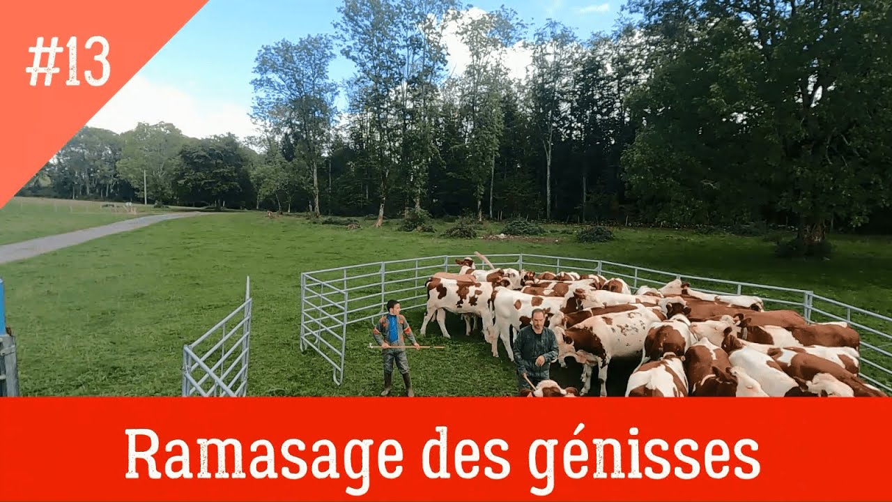 Ramassage des génisses