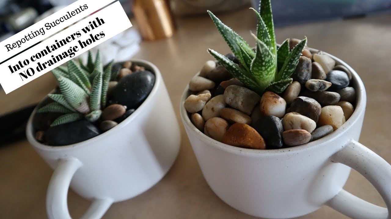 How to repot succulents into containers without drainage