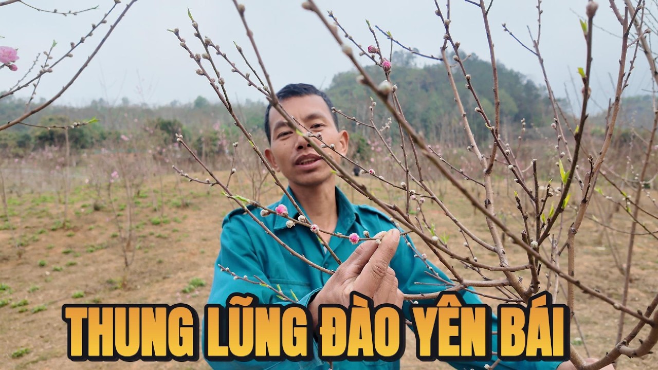 Giữa thung lũng đào Nghĩa Lộ, đứng đâu cũng thấy hoa – Tết như tràn xuống tận chân đồi