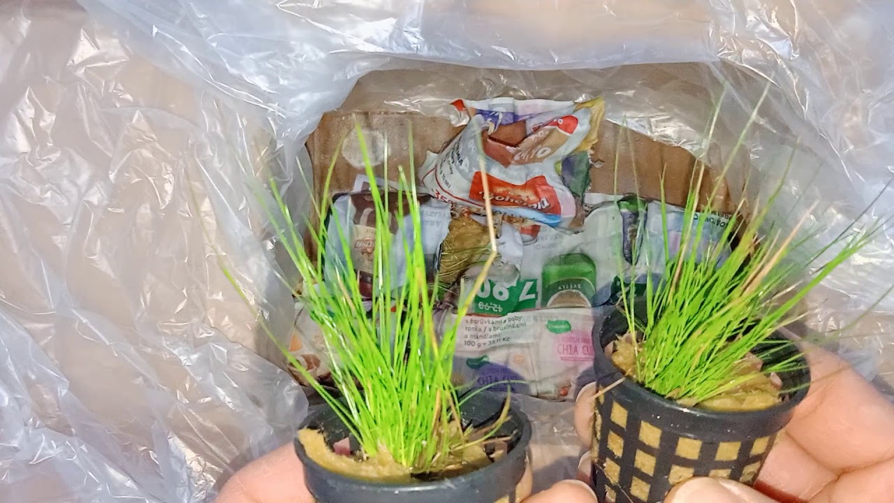 Akvarijní rostliny z pěstírny