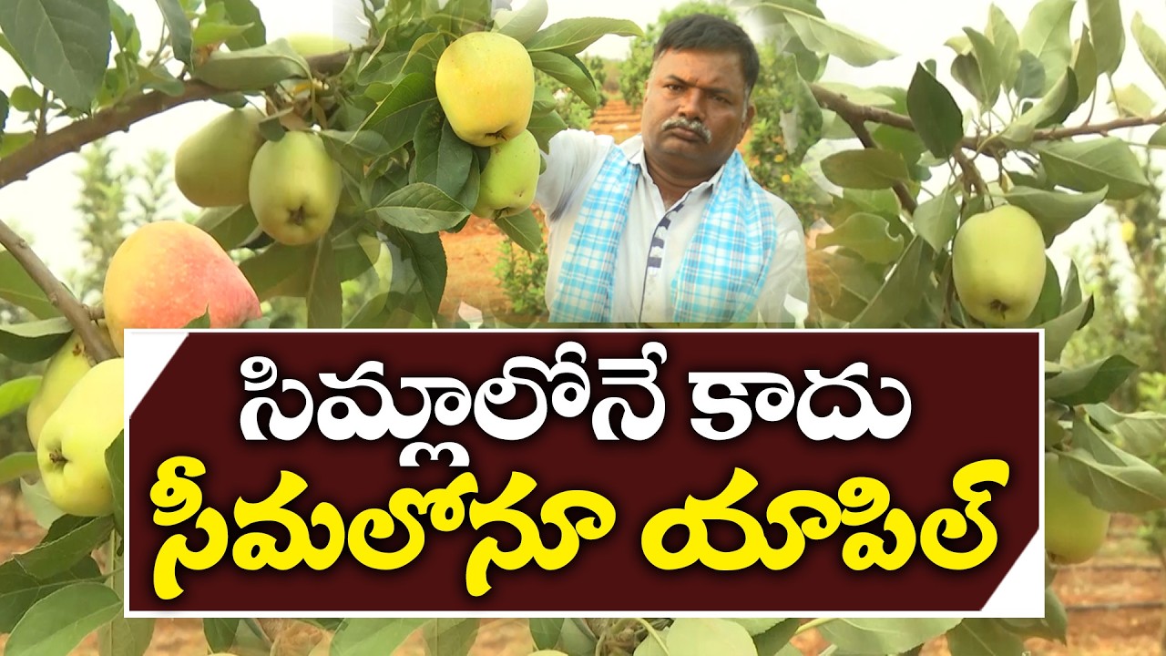 Apple Cultivation in Drought-Prone Anantapur | Farmer Ramanareddy&rsquo;s Success Story
