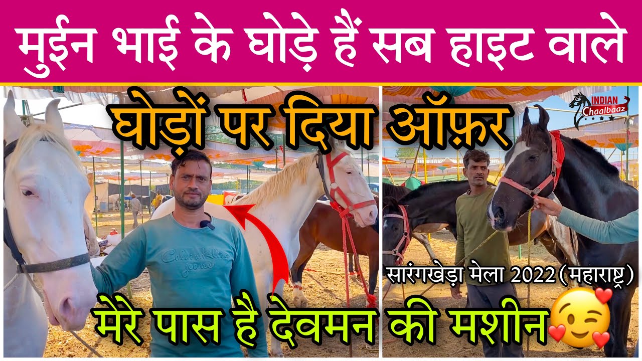 मुईन भाई के घोड़े हैं सब हाइट वाले और सबके है देवमन Sarangkheda Mela 2022