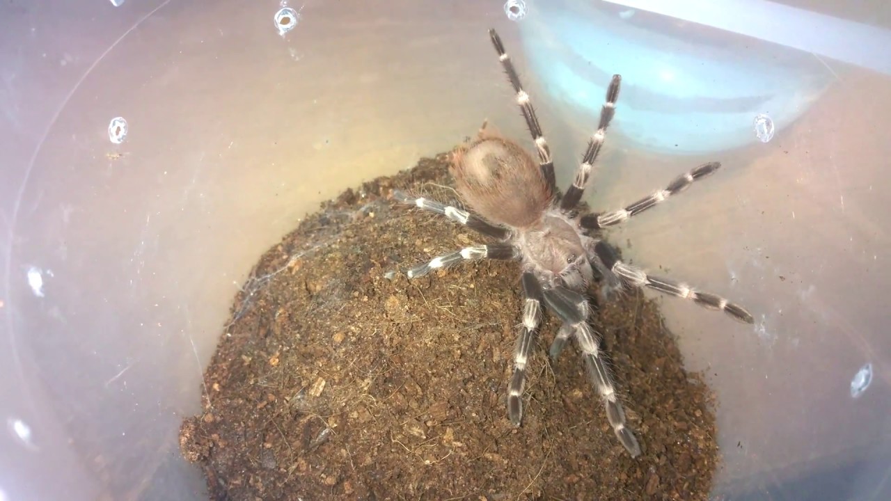 Обзор Nhandu chromatus