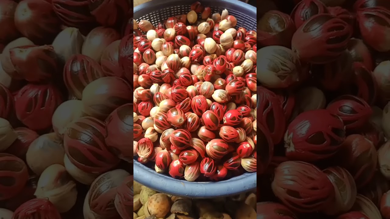 From Farm to Fortune: How Indonesian Nutmeg Brings in Millions!