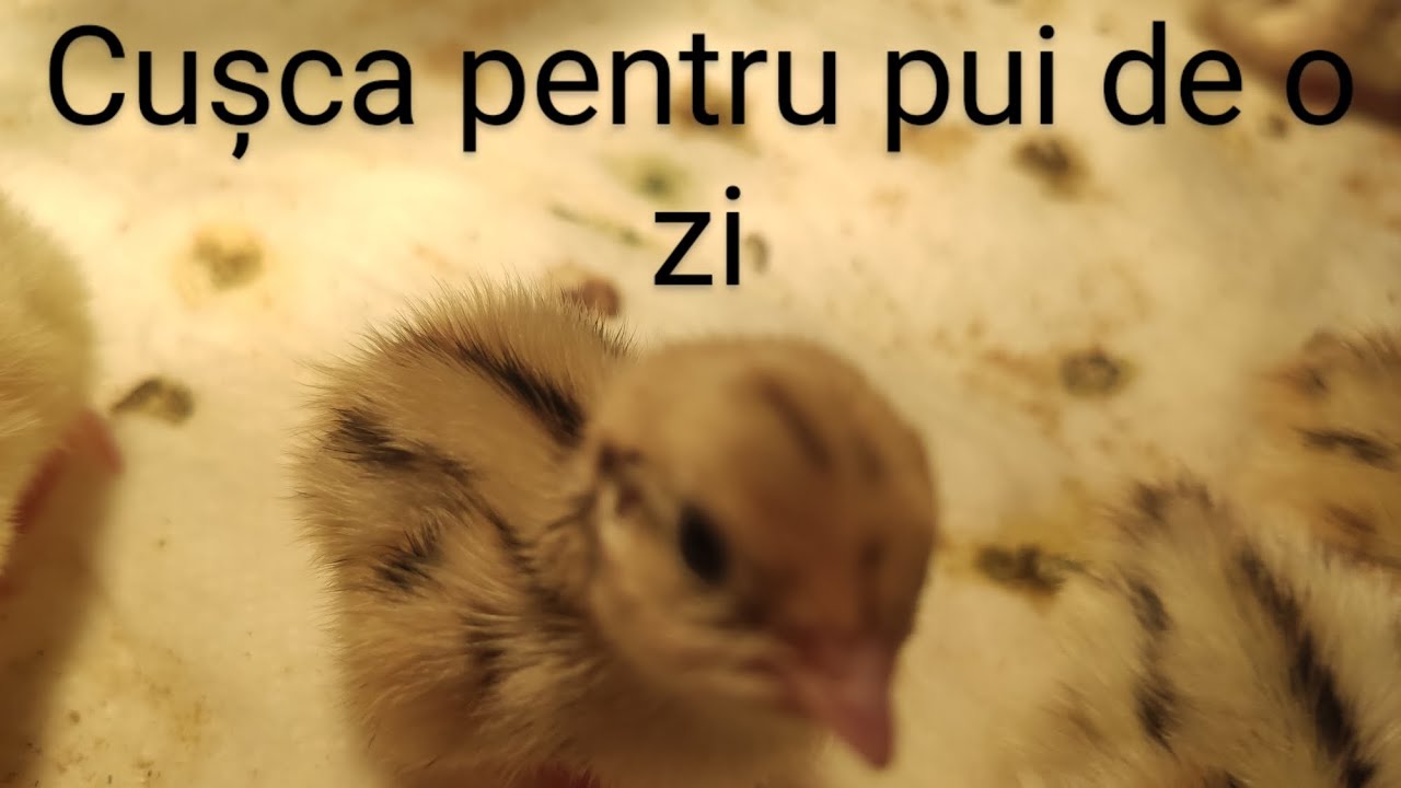 cușcă pentru pui de prepeliță (brudar)