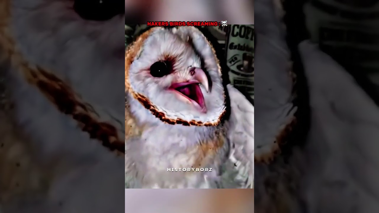 Birds screaming ☠️ #trollface #edit #troll