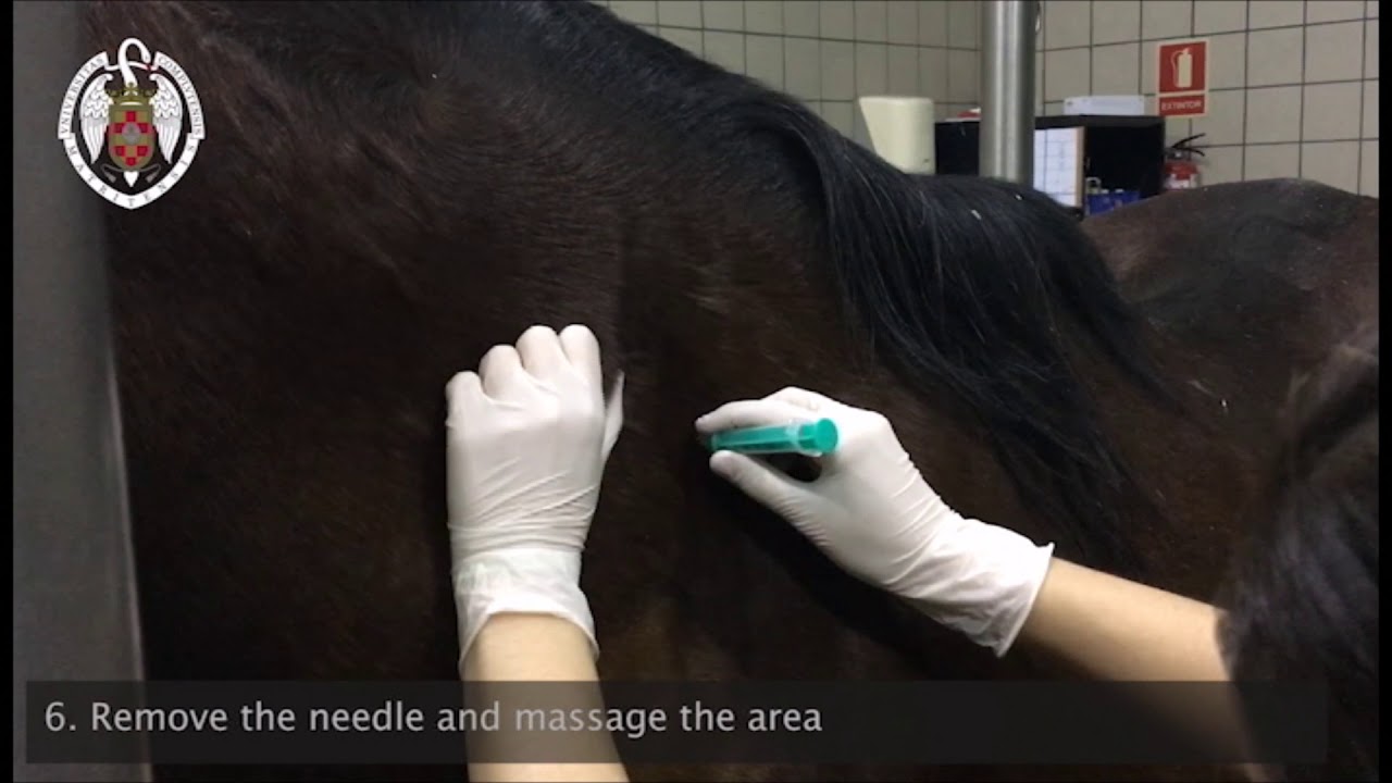 Medication administration in the horse
