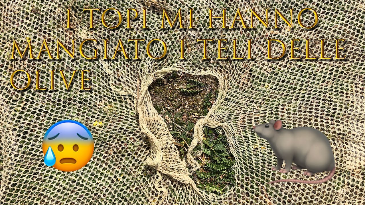 Ripariamo il Telo delle Olive mangiato dai Topi/Cucitura Telo raccolta delle Olive