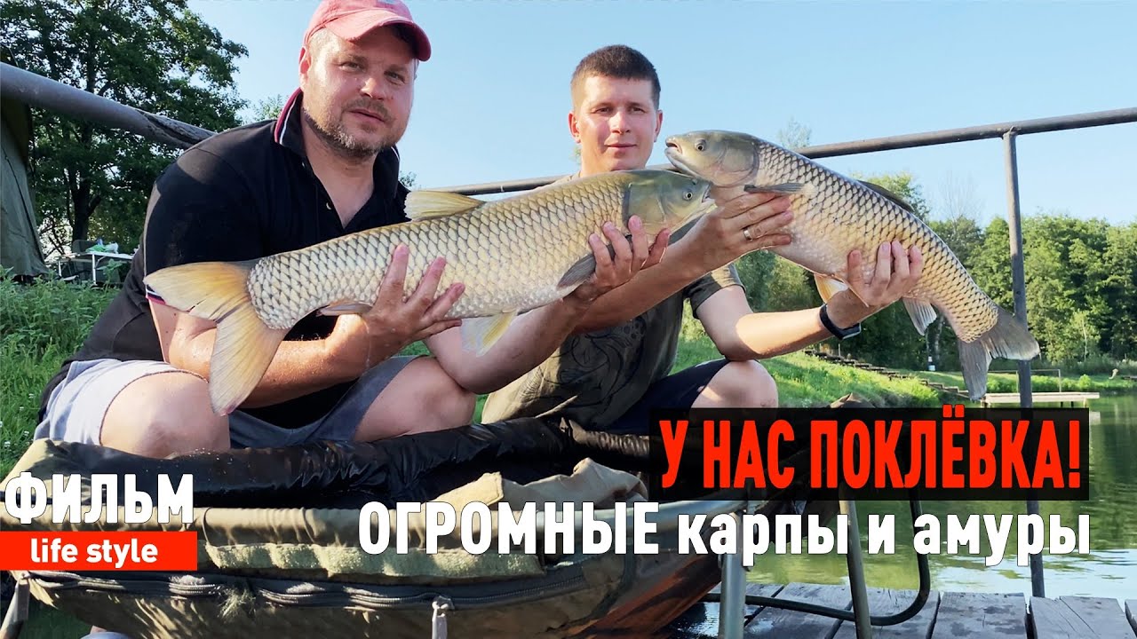 У нас поклёвка! Ловим больших карпов и амуров на 