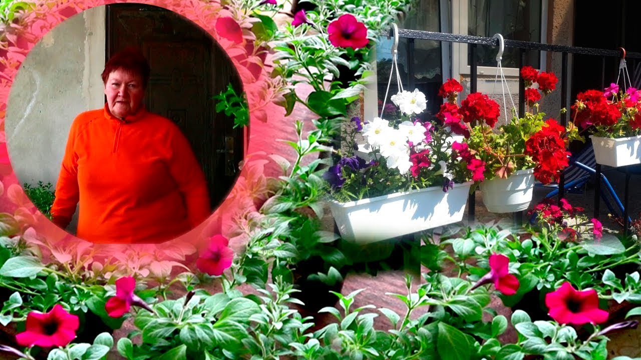 ПОДГОТОВКА К ПЕРЕСАДКЕ АМПЕЛЬНЫЕ ПЕТУНИИ! ЧТОБ НЕ РАЗОЧАРОВАТЬСЯ🌺