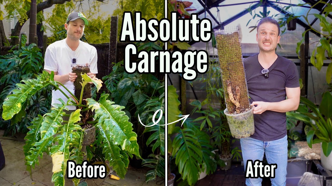 All my Plant Fails - and how I'm planning to overcome them!