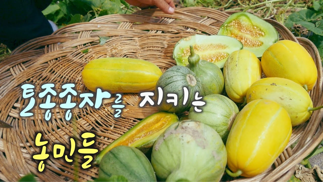한국의 토종 종자를 지키는 농부들[목포MBC 특집다큐]