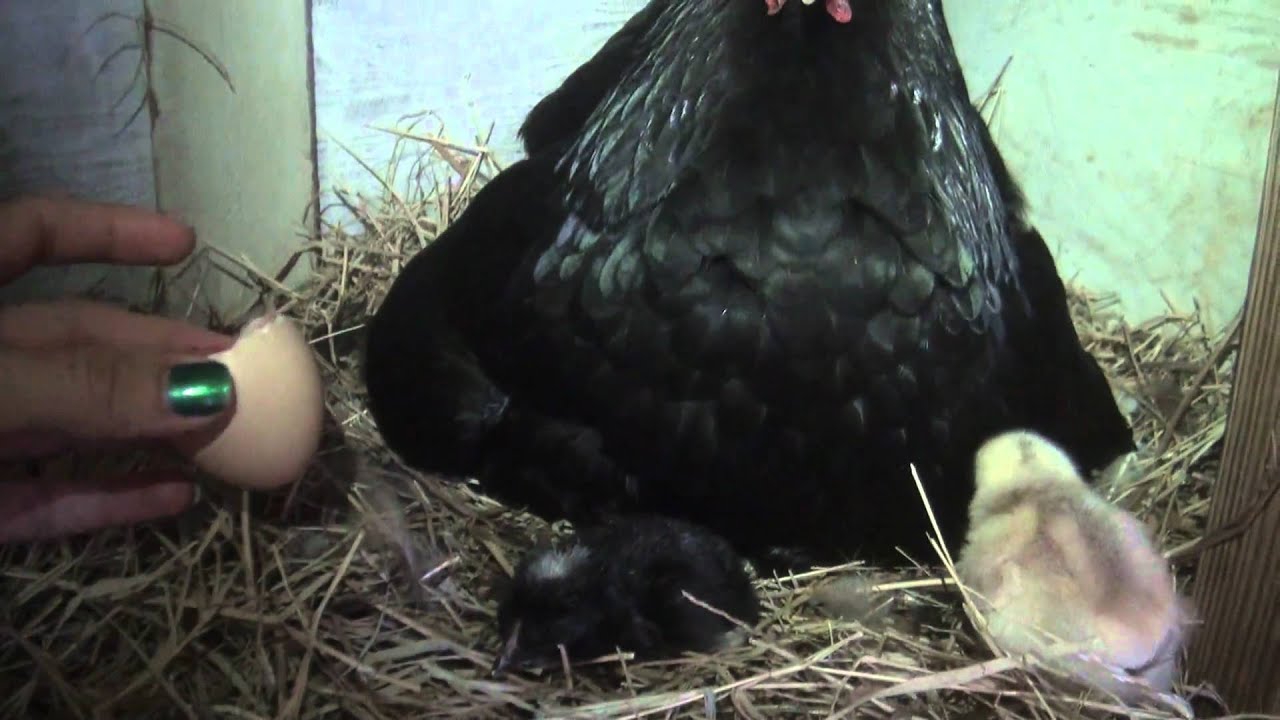 Chicks Hatching from Eggs on Easter SUNDAY!!