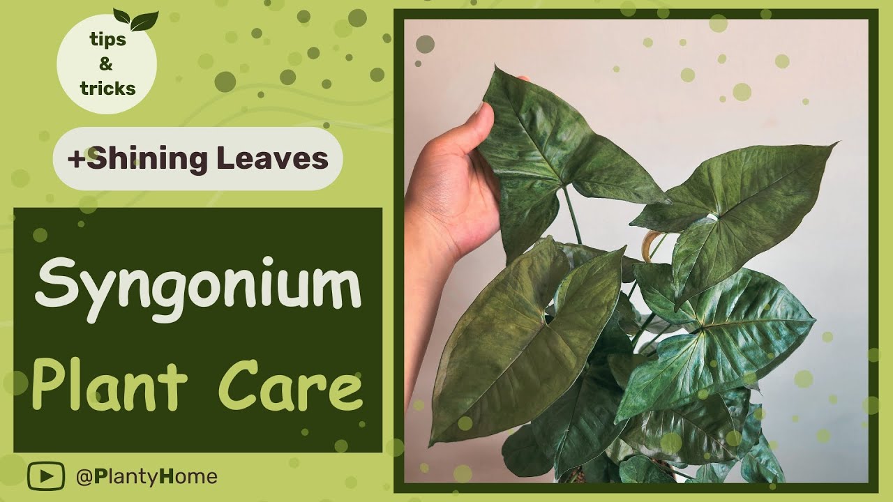 Syngonium Care: Decorating Tips, Light conditions, Watering, Temperature, Soil, Propagating and more