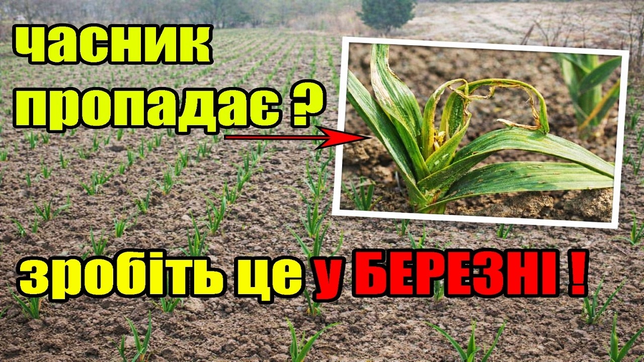 Обов’язково зробіть це з часником у березні!Моя помилка коштувала мені 40% урожаю