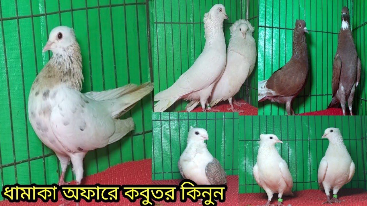 পানির দামে কবুতর কিনুন আজই||কবুতরের দাম দর-২০২৬||হালিম কবুতর ঘর আদমদীঘি  বগুড়া||Pegion price bd-26