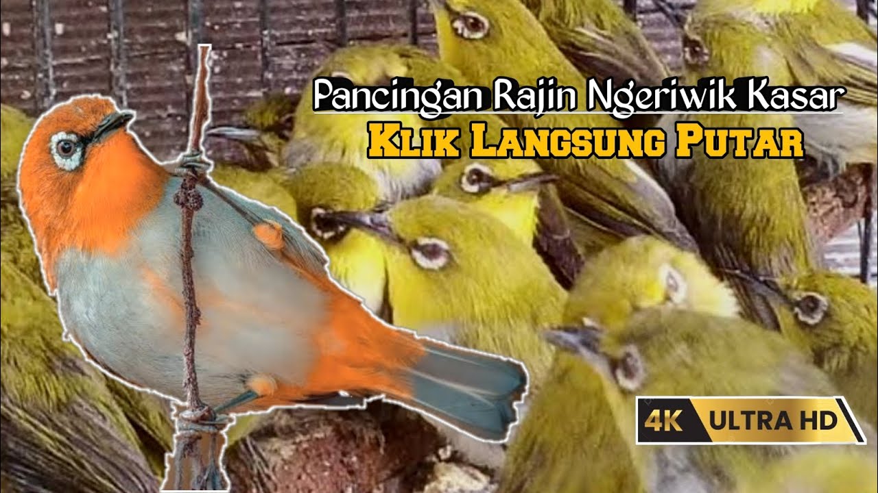 TERAPI PLECI OMBYOKAN AGAR NGERIWIK KASAR DAN BUKA PARUH