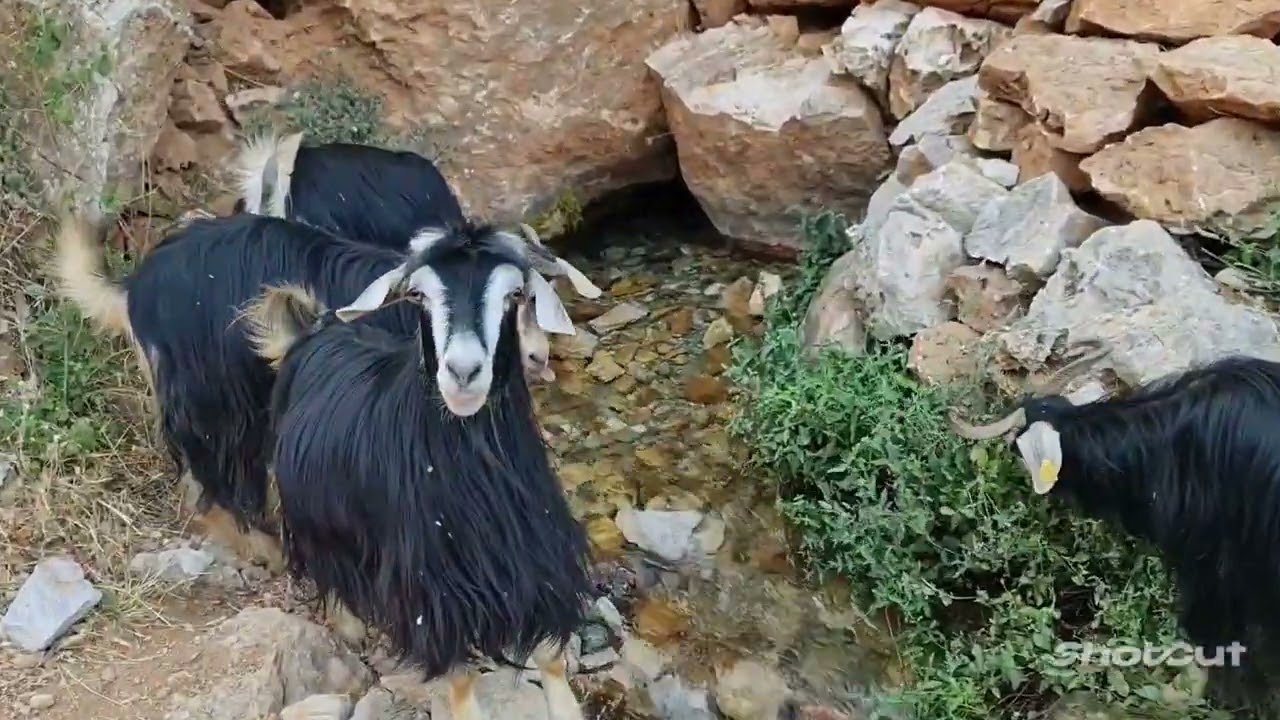 ERBAĞ MERZİL KÖYÜ=HOZAN APO=