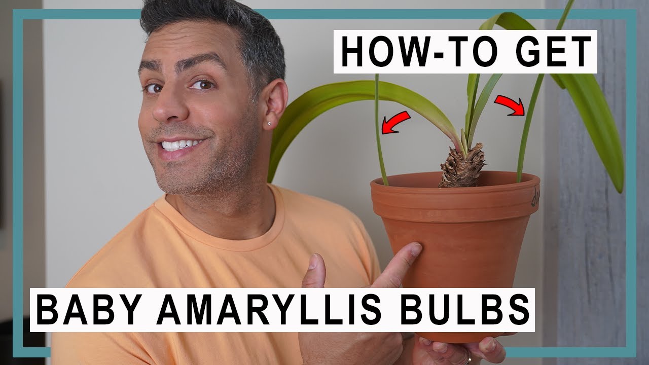 How-To Get Your Amaryllis Bulbs to Grow and Re-Bloom | Getting New Baby Bulbs
