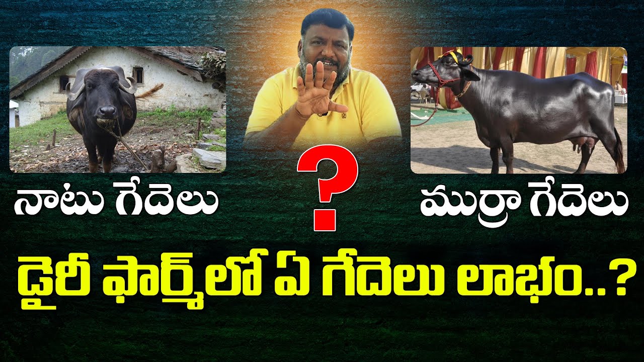 Local Buffaloes Vs Murrah and Banni which is better for Dairy Farming?HF  vs Local cow which is Best