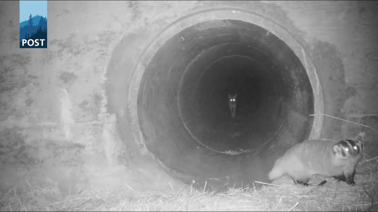 Coyote and Badger: More Friendship (and Waddles) in Extended Video - California Wildlife Camera