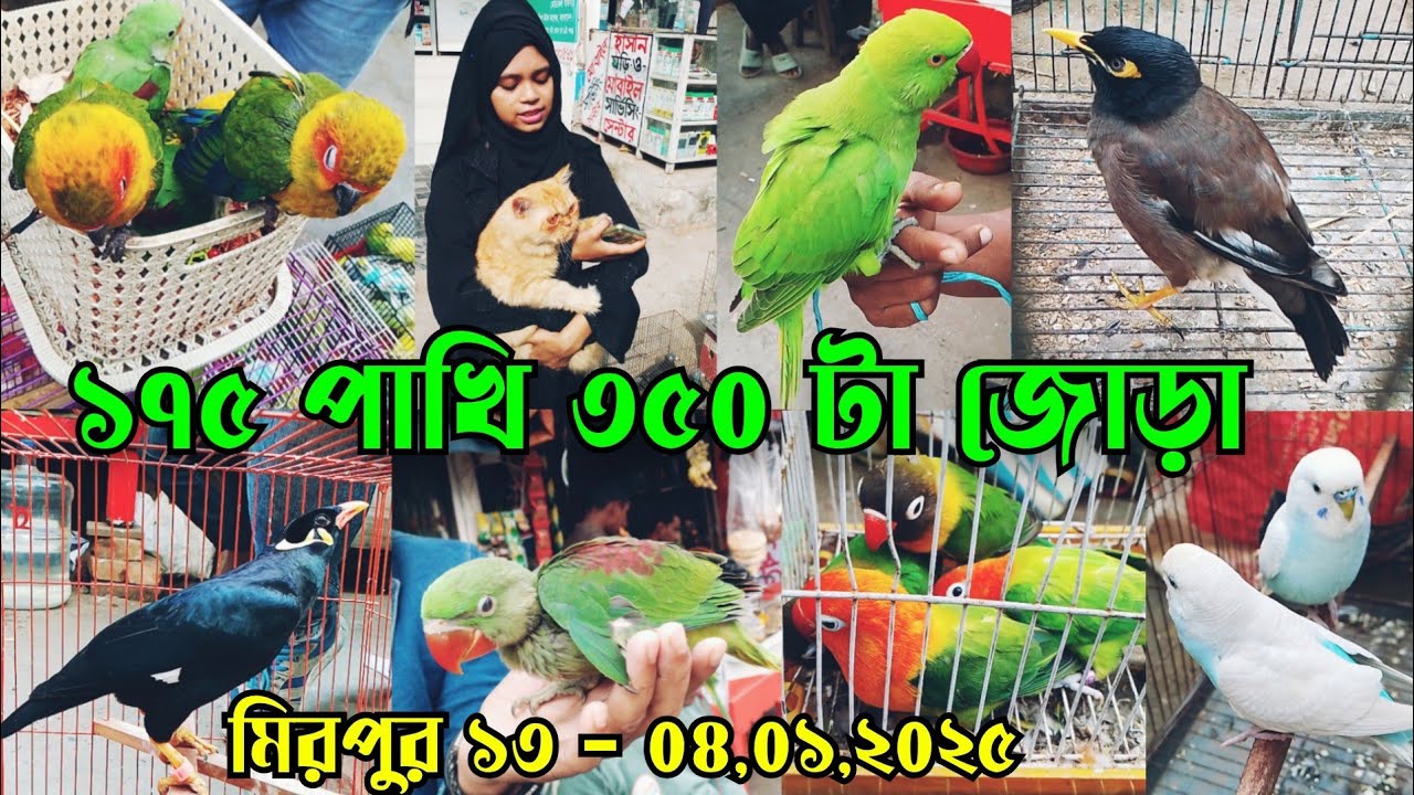 চন্দনা টিয়া বেবি,টিয়া,শালিক,ময়না পাখির দাম || মিরপুর ১৩ পাখির হাট || Mirpur 13 pakhir hat