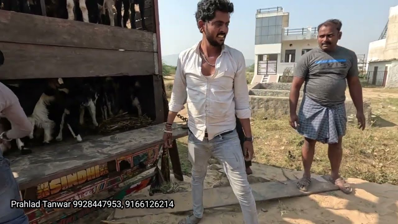 പകുതി വിലക്ക് ആടുകൾ വാങ്ങാം, ആട് വളർത്തൽ നിർത്തി കച്ചോടം തുടങ്ങിയവരെ മാതൃകയാക്കാം
