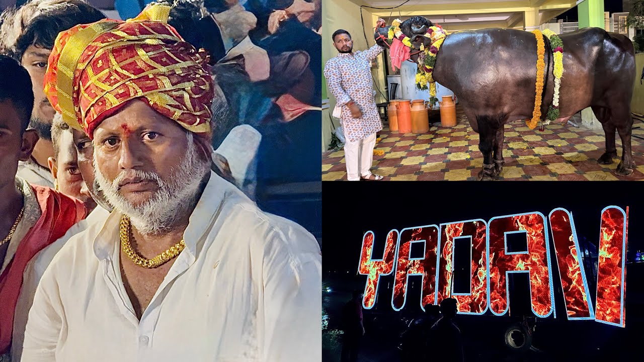 Kowkoor Raju Yadav & Sons Sadar Festival 2025 | The Great Gama Bull | Biggest Led Screen Lightning 